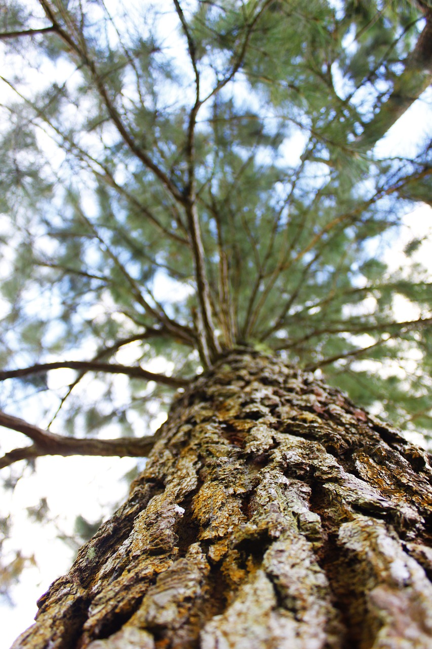 trees nature environment free photo