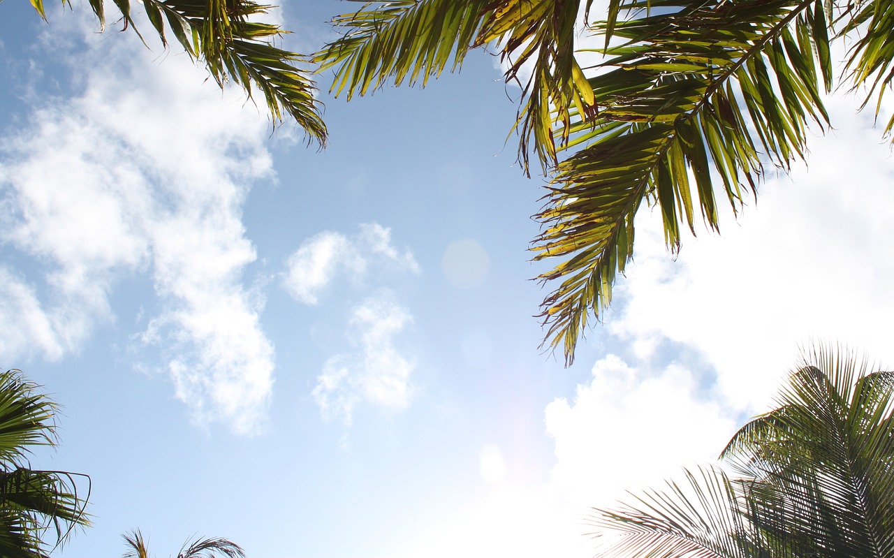 trees palm clouds free photo