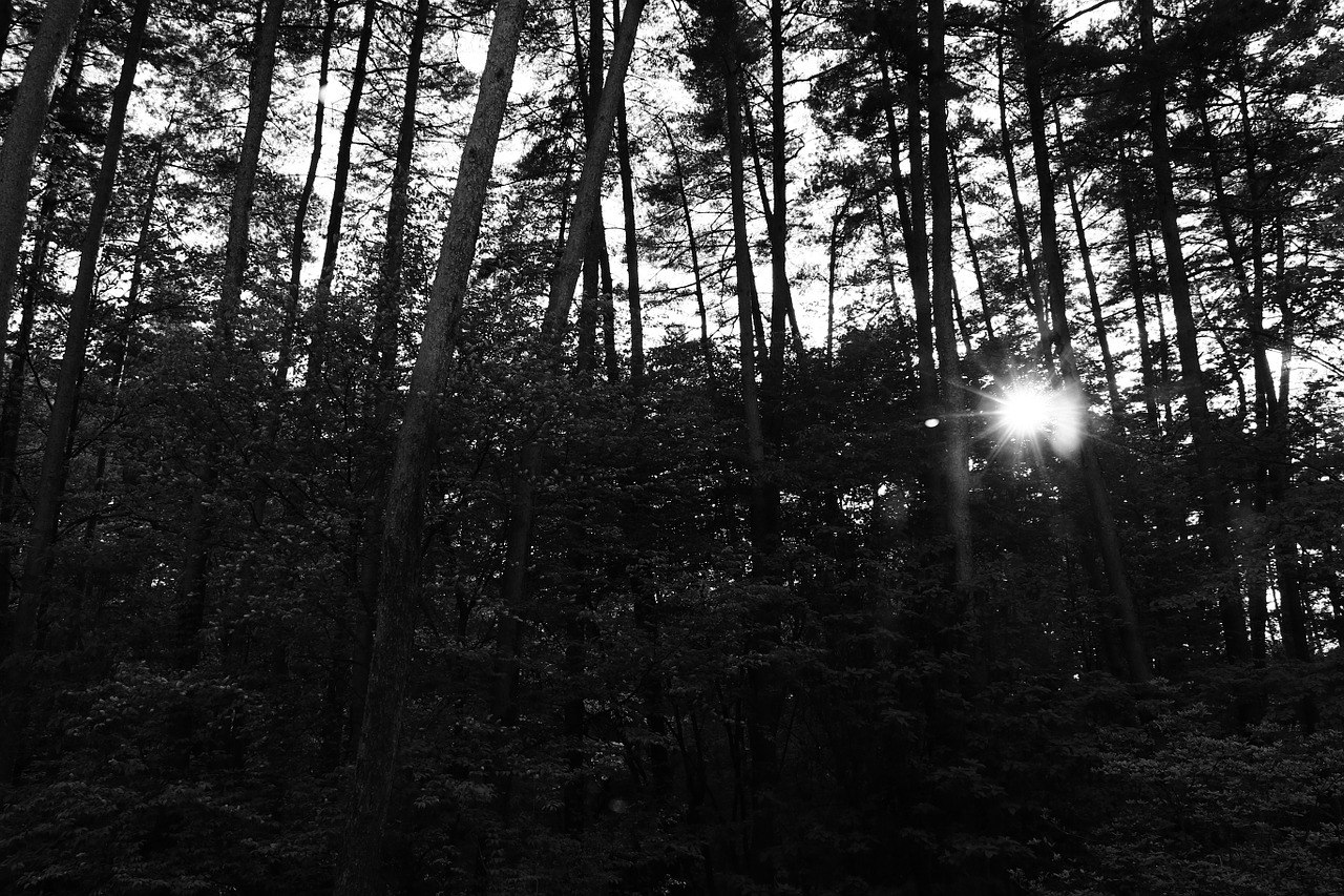 trees sunbeams backlight free photo