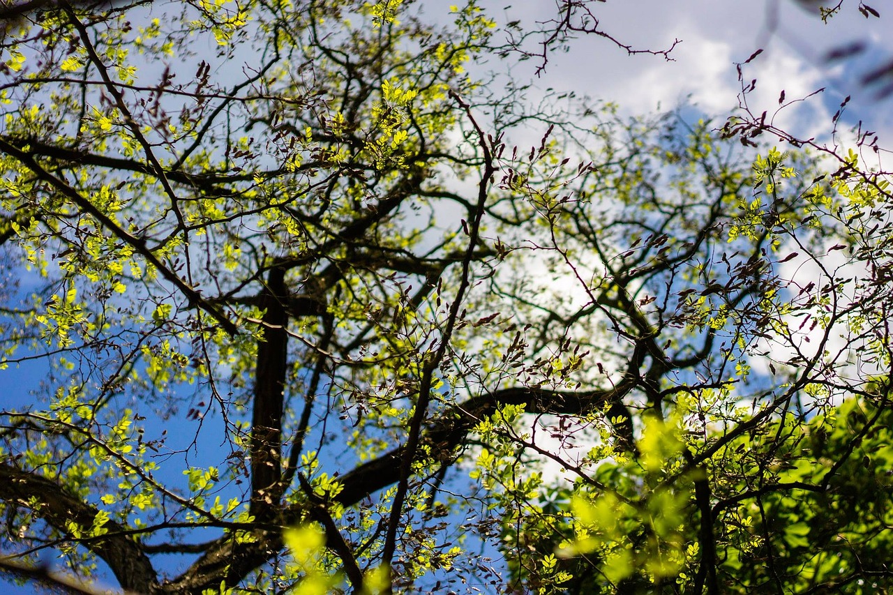 trees heaven spring free photo