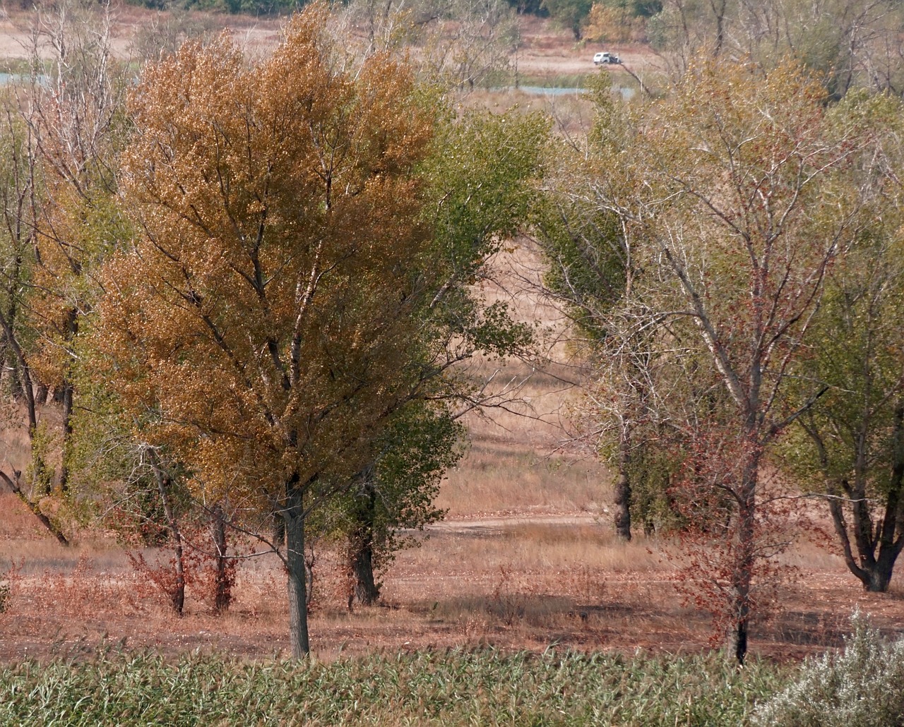 trees autumn sunny day free photo