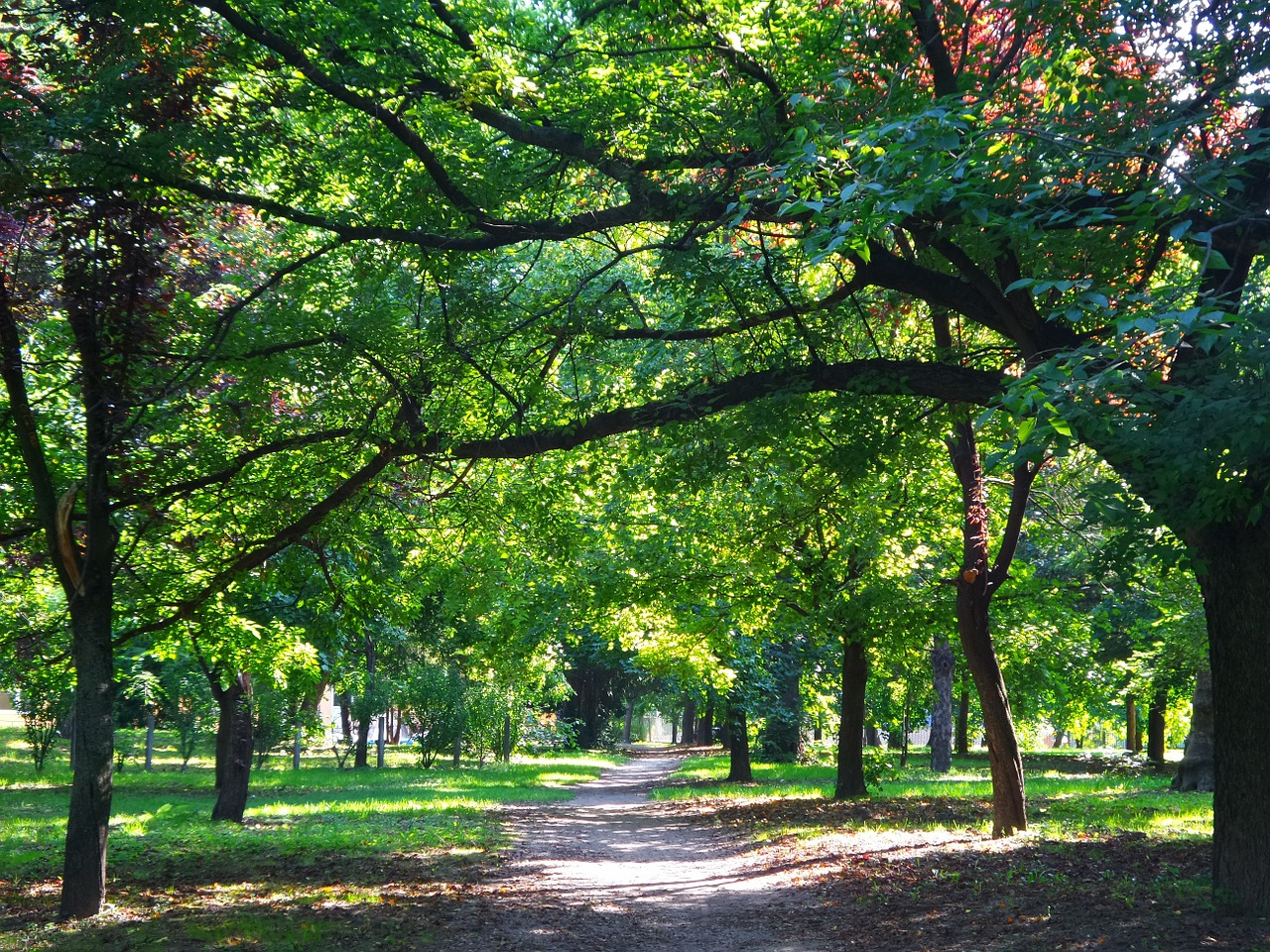 trees autumn forest free photo