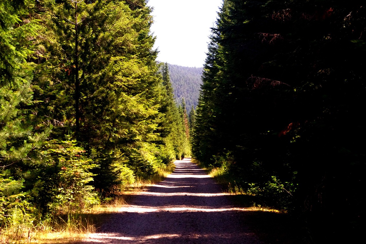 trees shadows mountains free photo