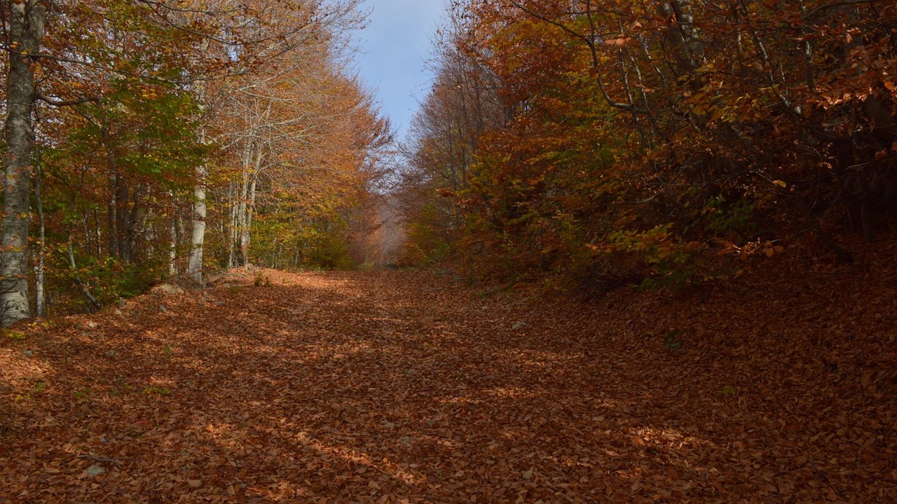 trees forest woods free photo