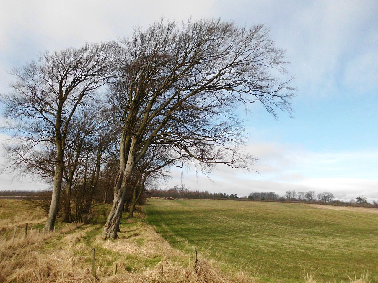 trees nature field free photo