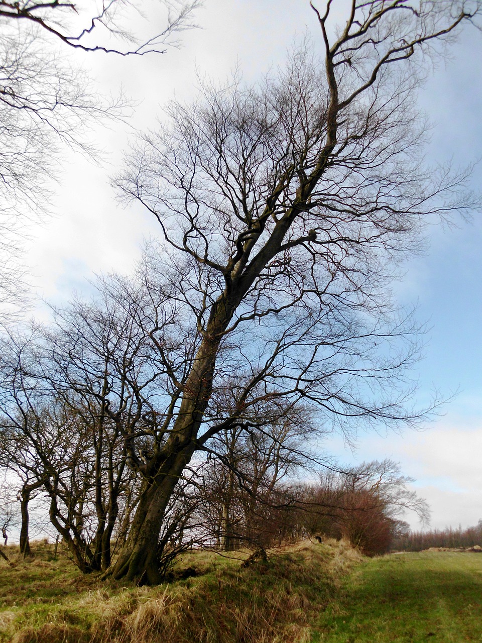 autumn large tree scotland free photo