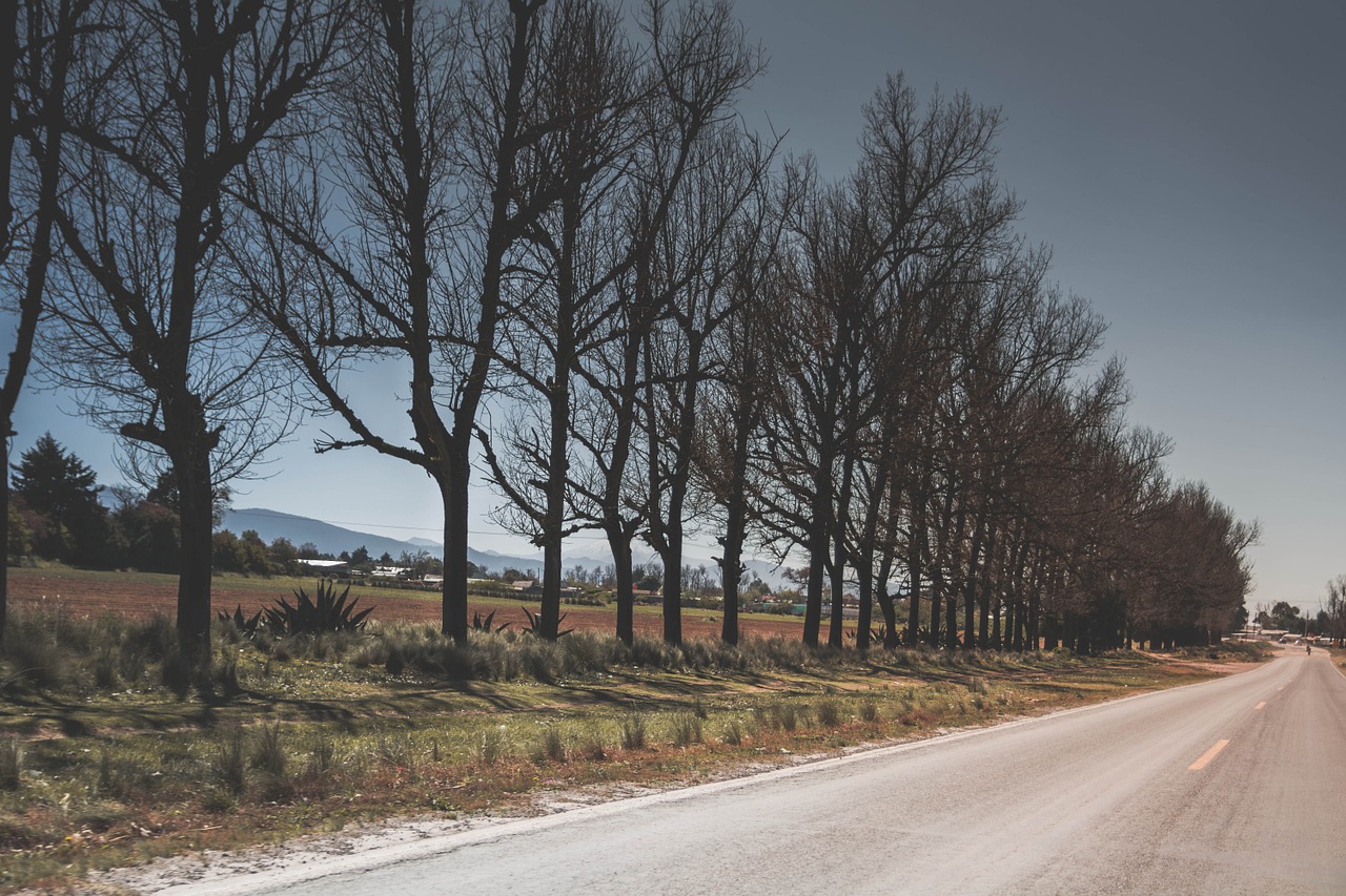 trees path road free photo