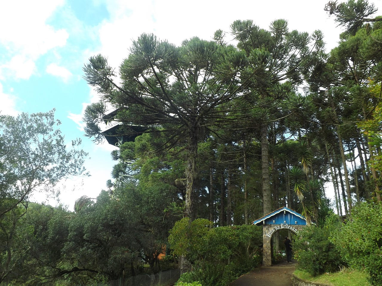 trees sky forest free photo