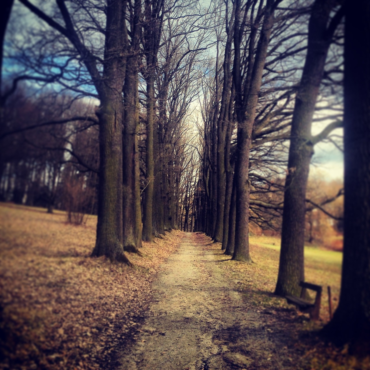 trees autumn children free photo