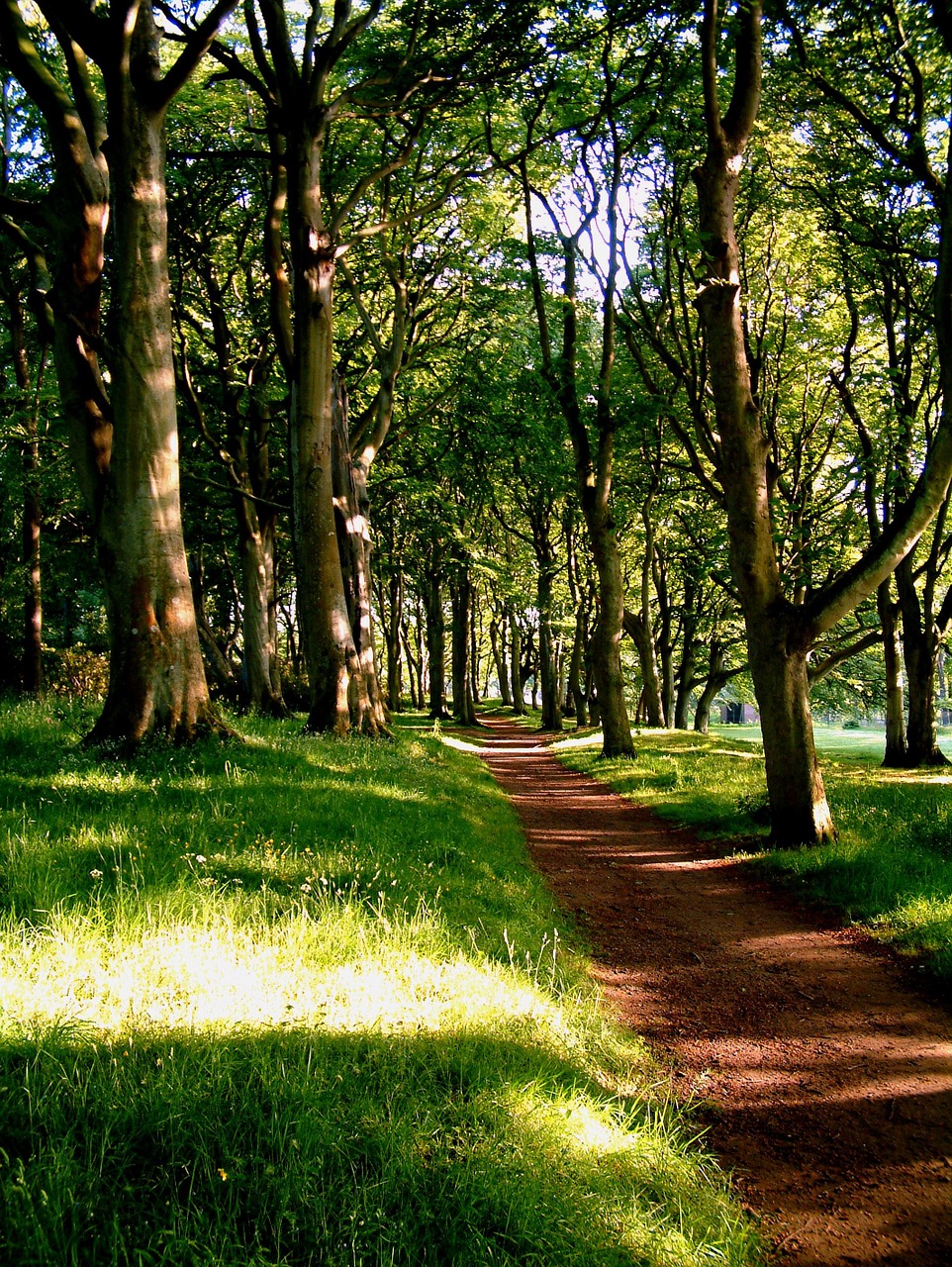 trees red path free photo