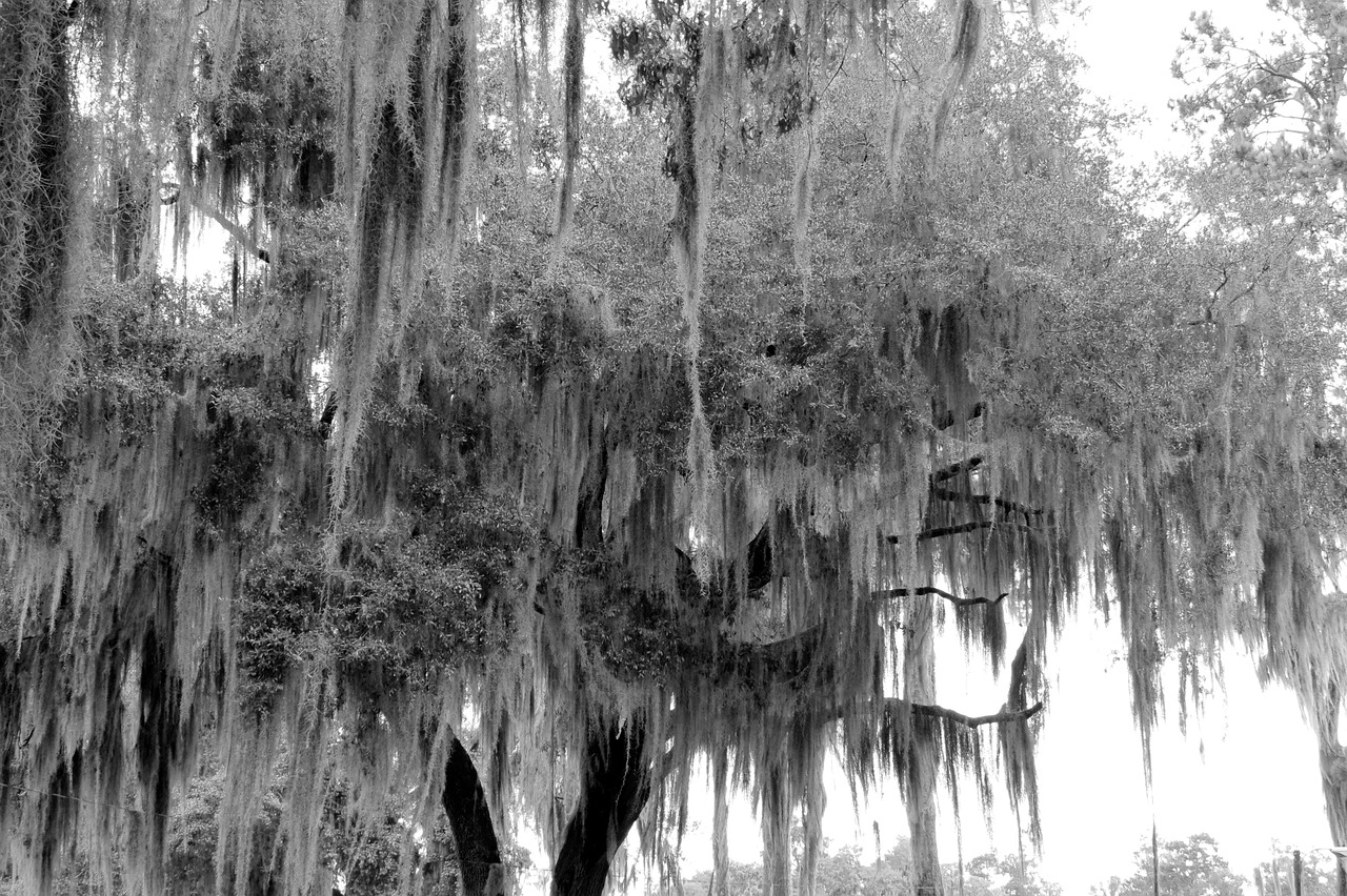 oak trees moss black and white free photo