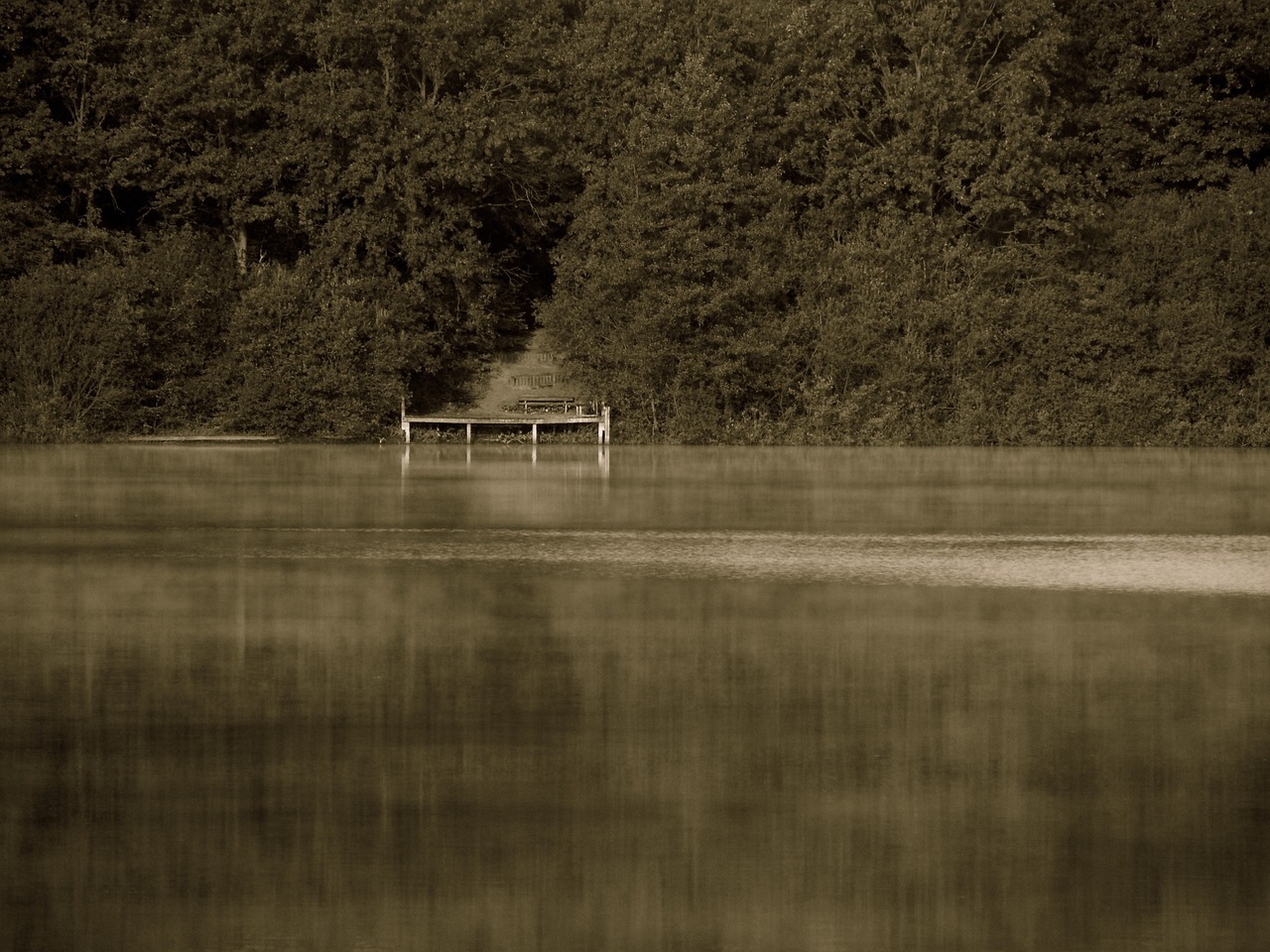 trees bank loneliness free photo