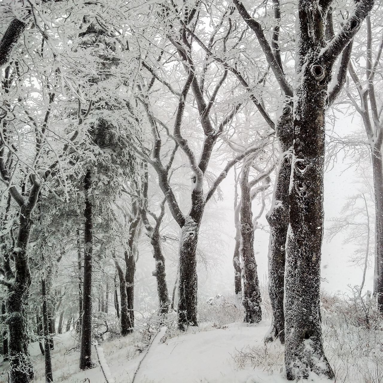 trees winter snow free photo