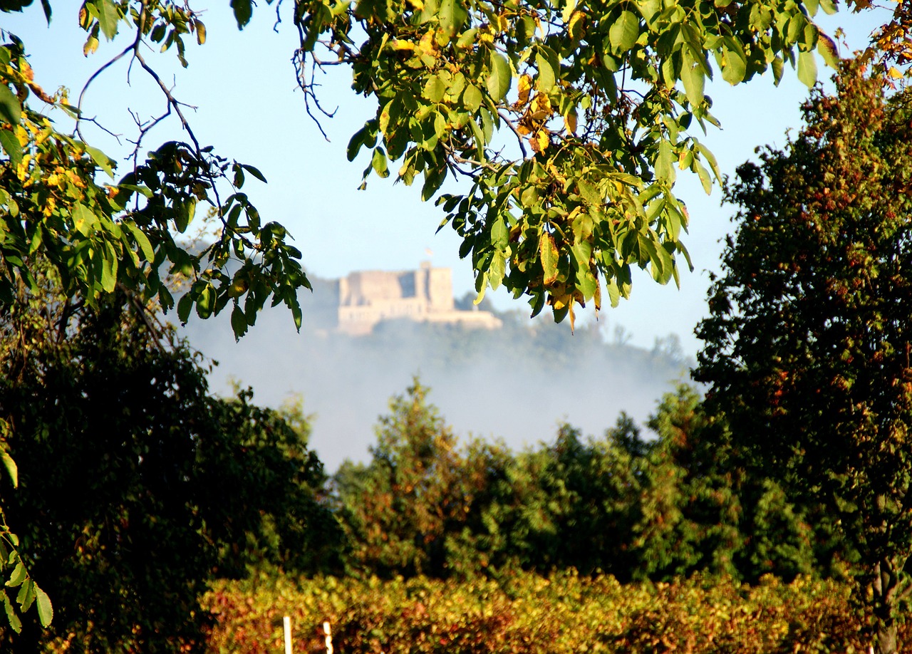 trees fog landscape free photo