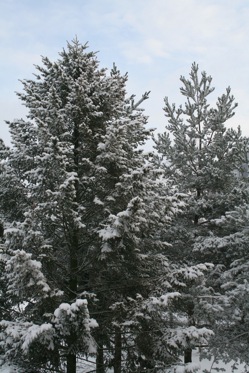 tree winter snow free photo