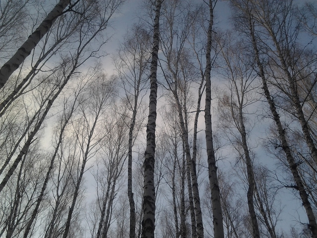 trees birch forest free photo