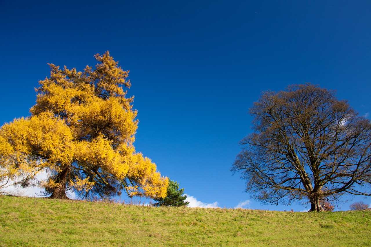 autumn branches blue free photo