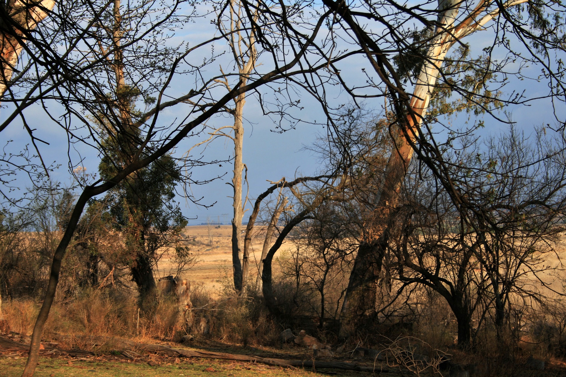 trees tall branches free photo