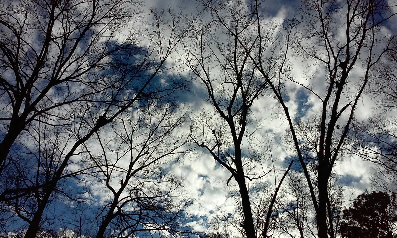 trees against the sky clouds trees free photo