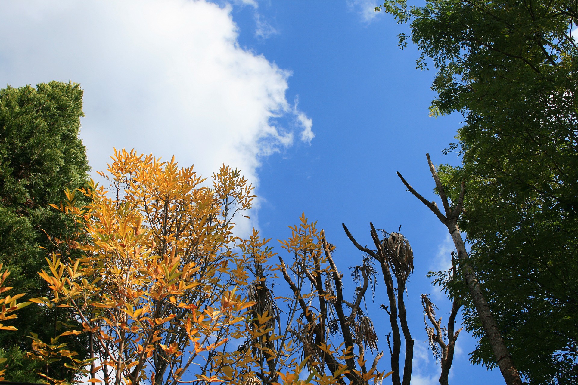 trees green yellow free photo