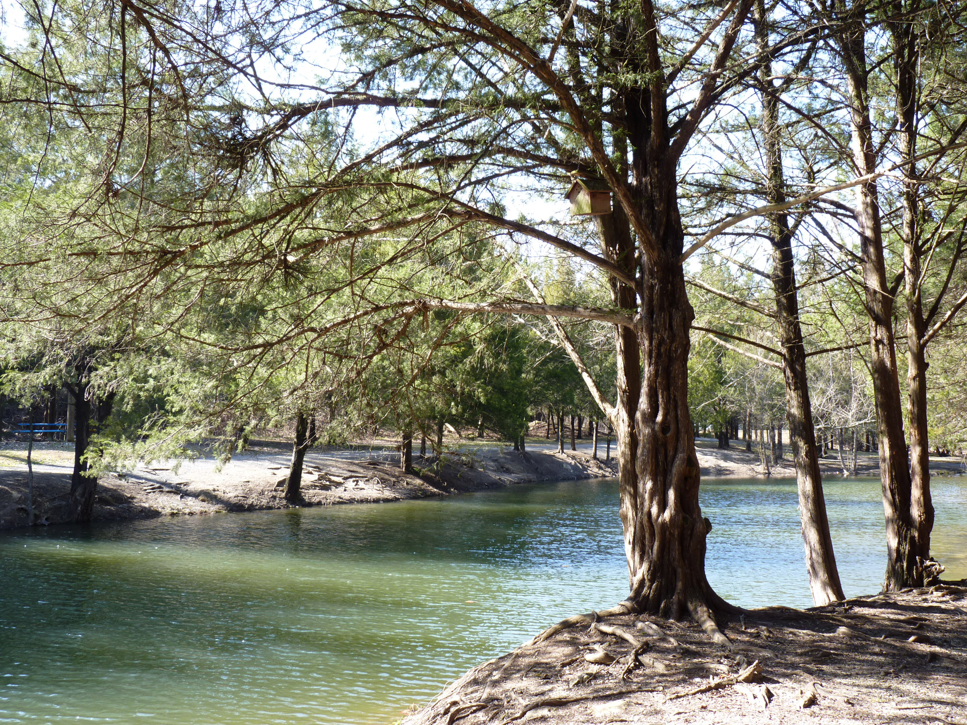 trees water shine free photo