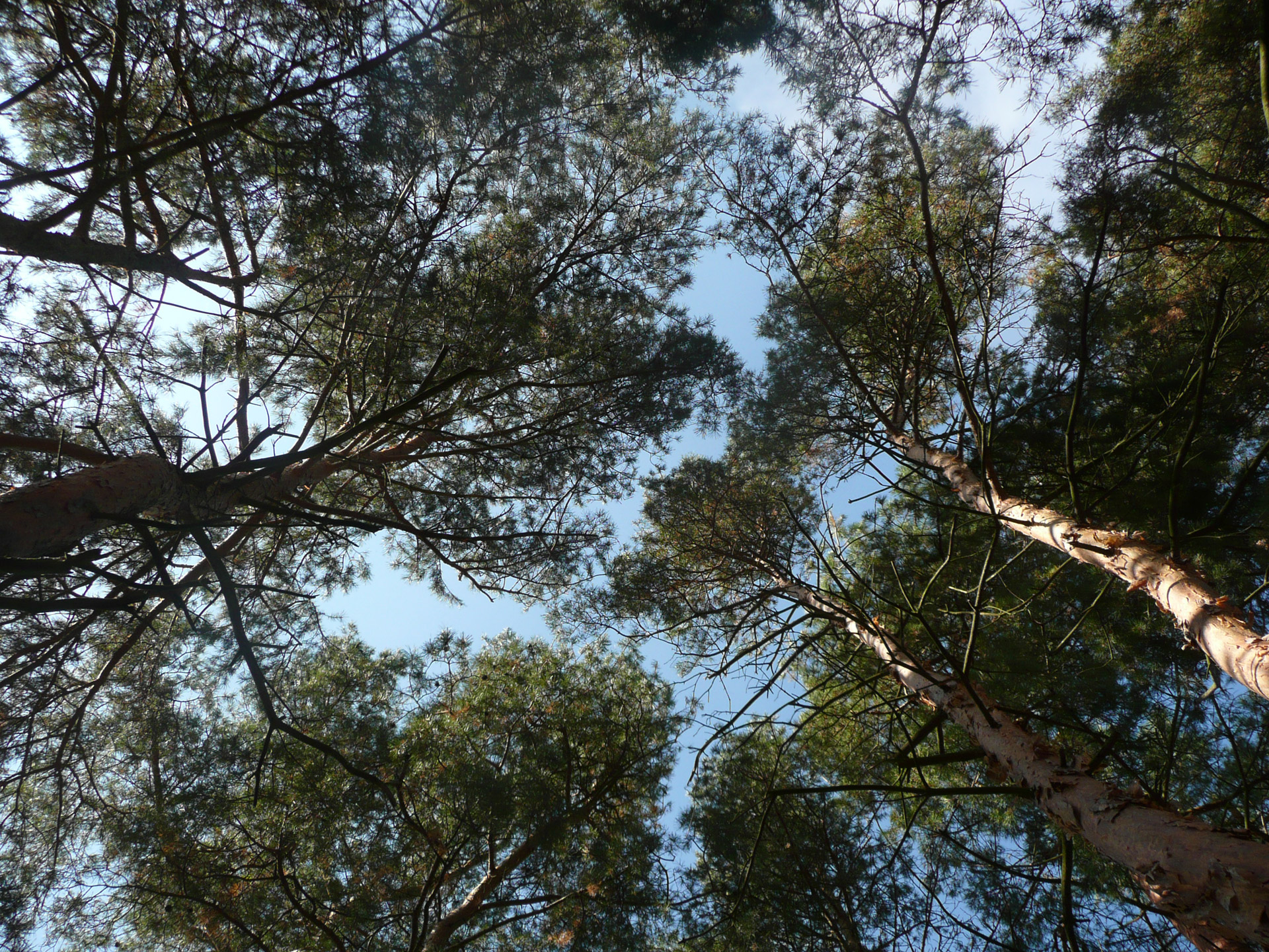 trees sky conifers free photo