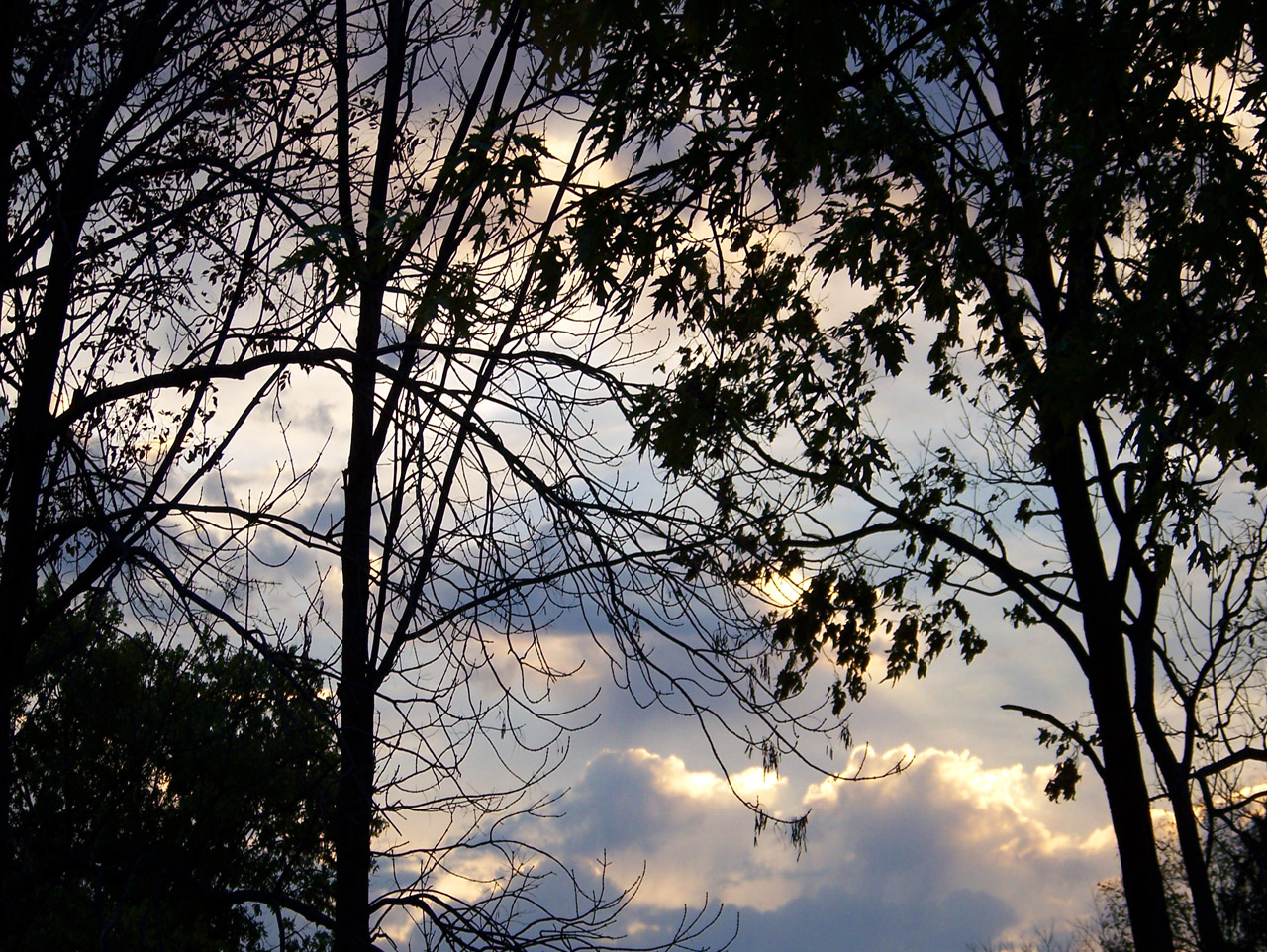 trees clouds dawn free photo