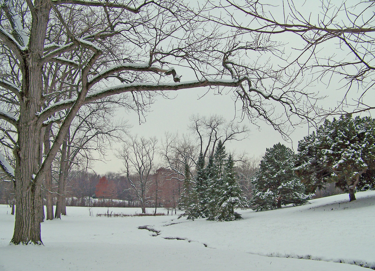 trees creek snow free photo