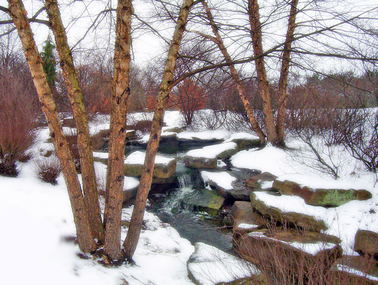 trees creek snow free photo