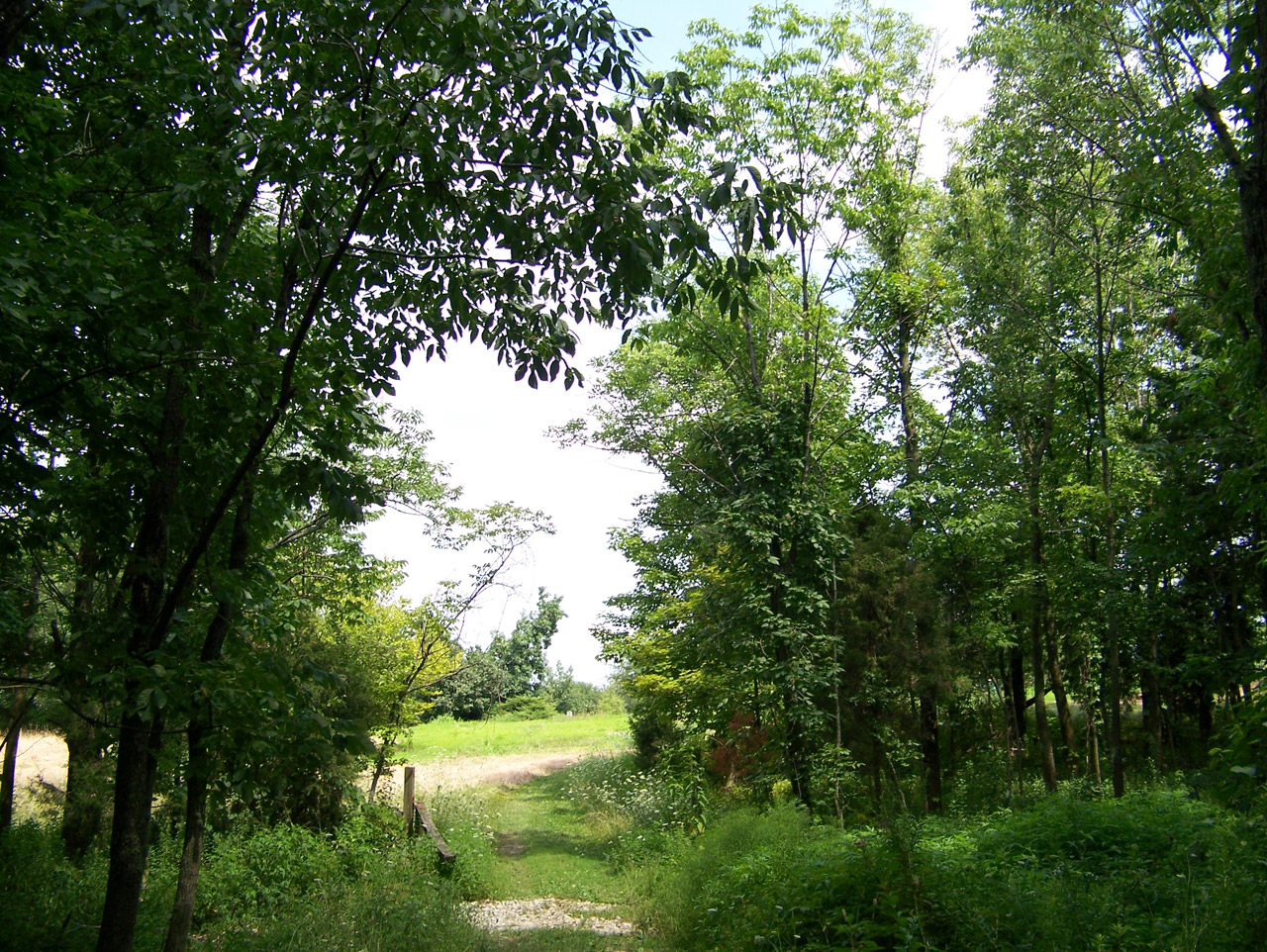 trees field summer free photo