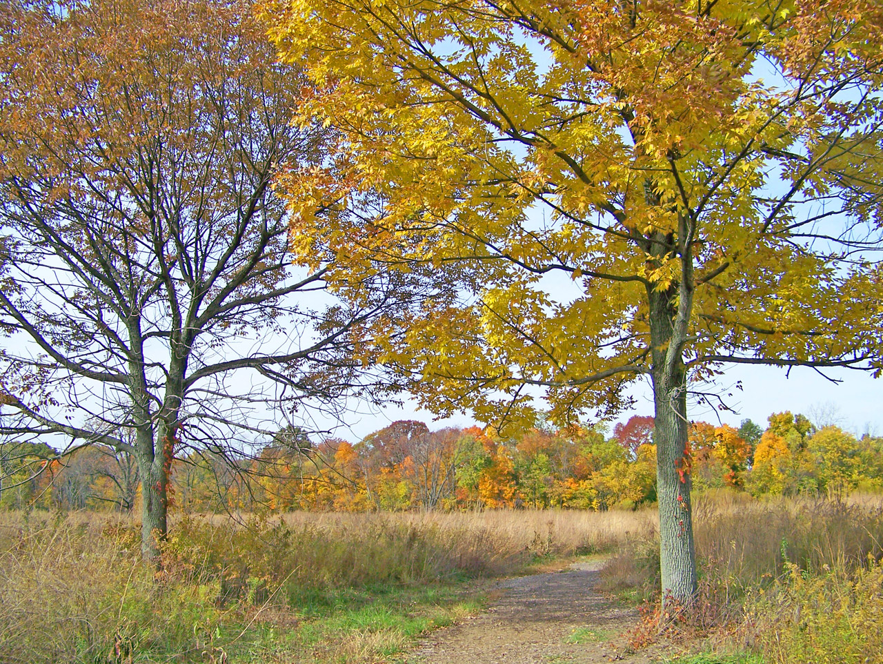 autumn fall field free photo