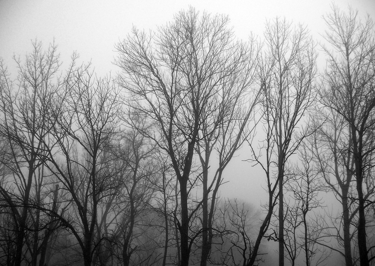 trees fog trees and fog free photo