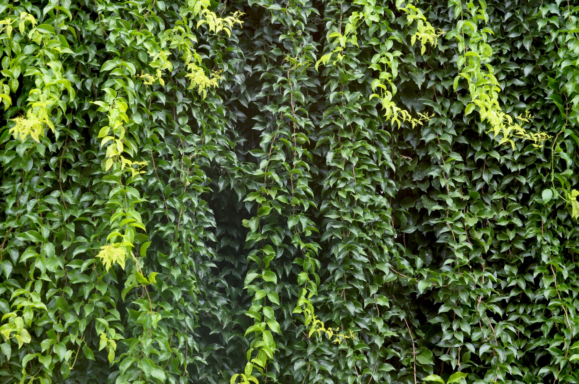 shrub bush foliage free photo