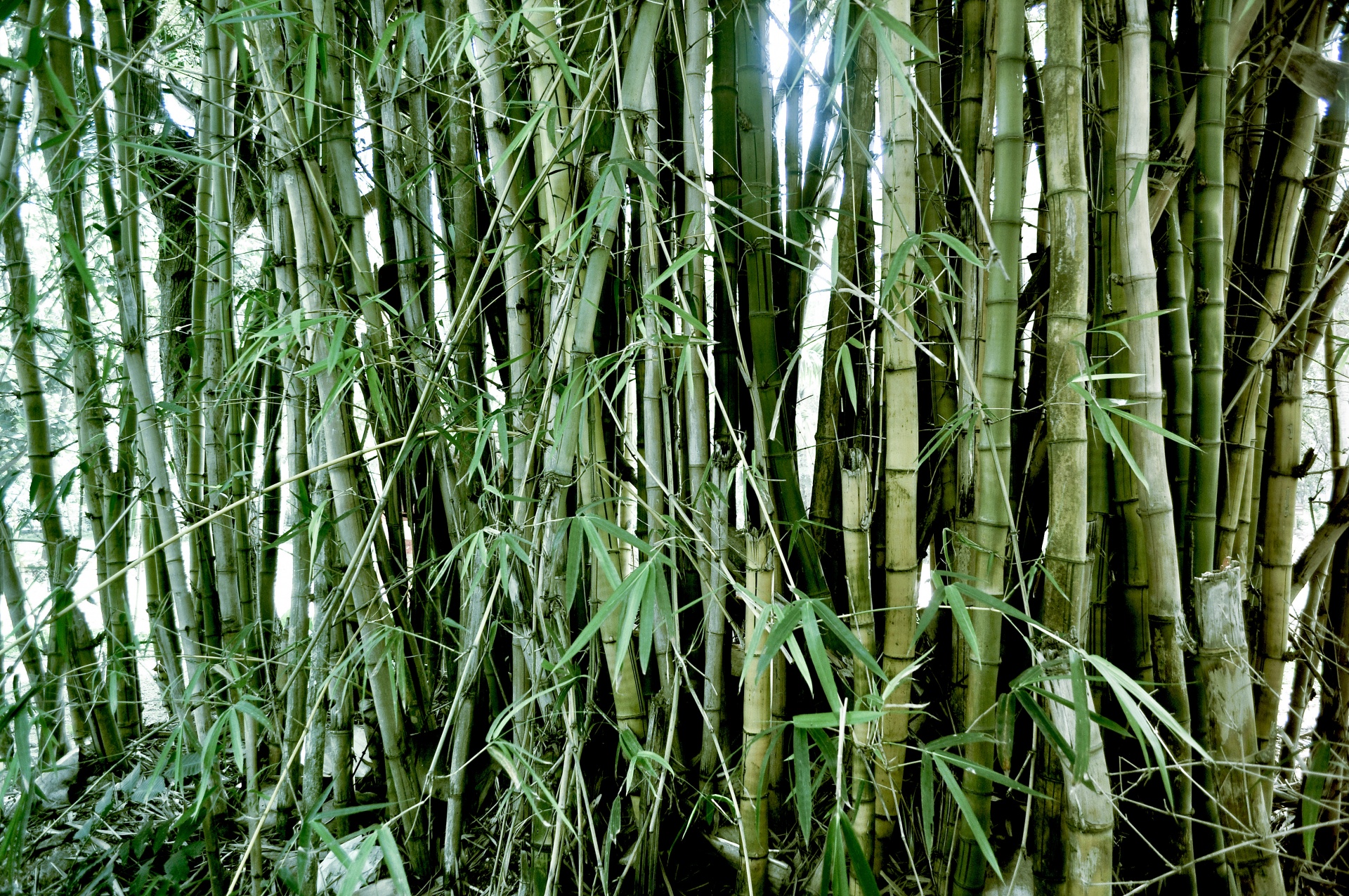 bamboo plants nature free photo