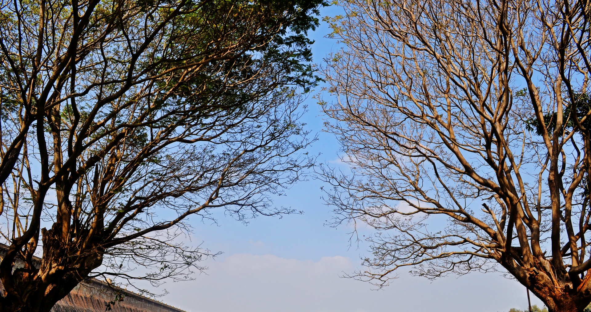 trees foliage leaves free photo