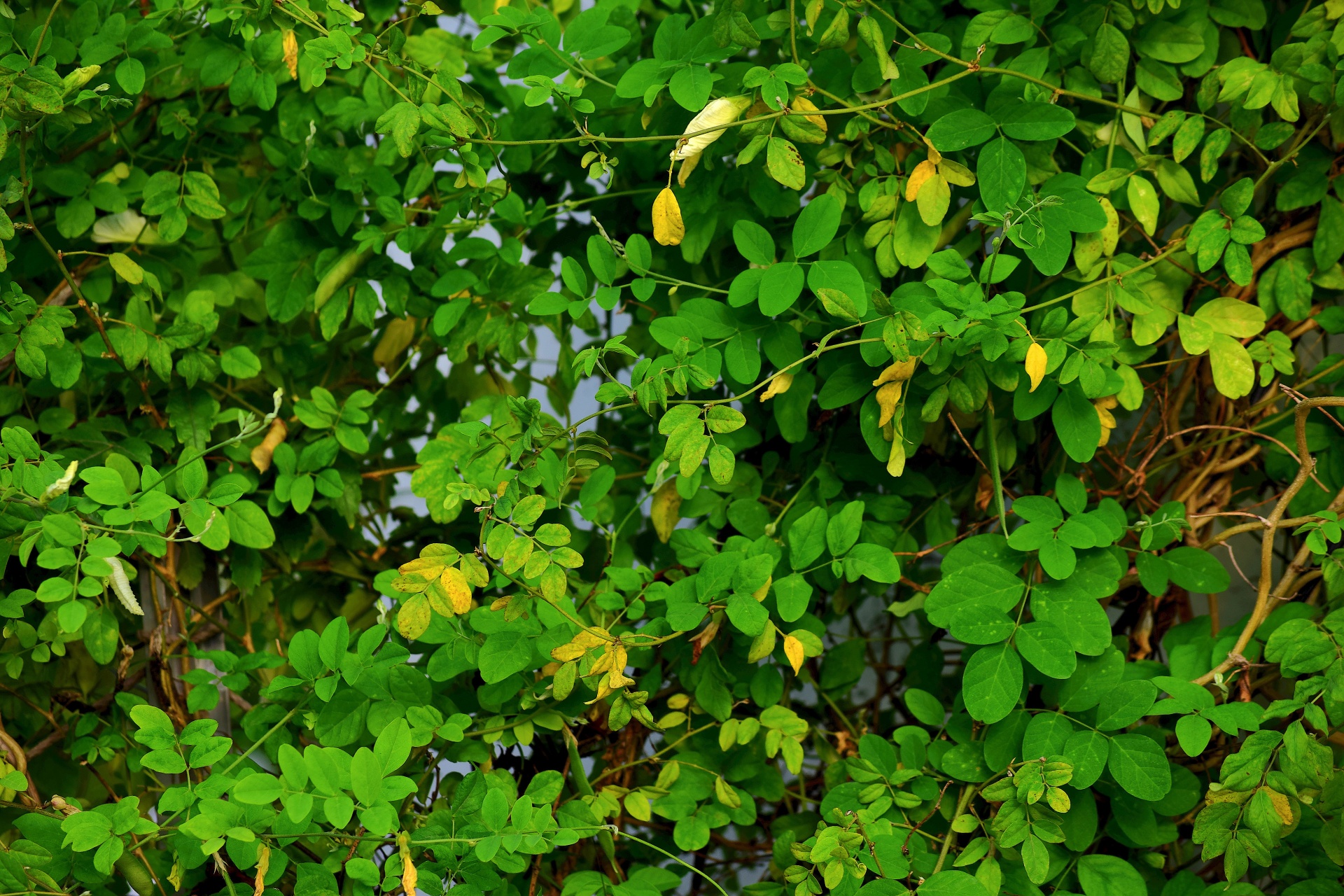foliage leaves bush free photo