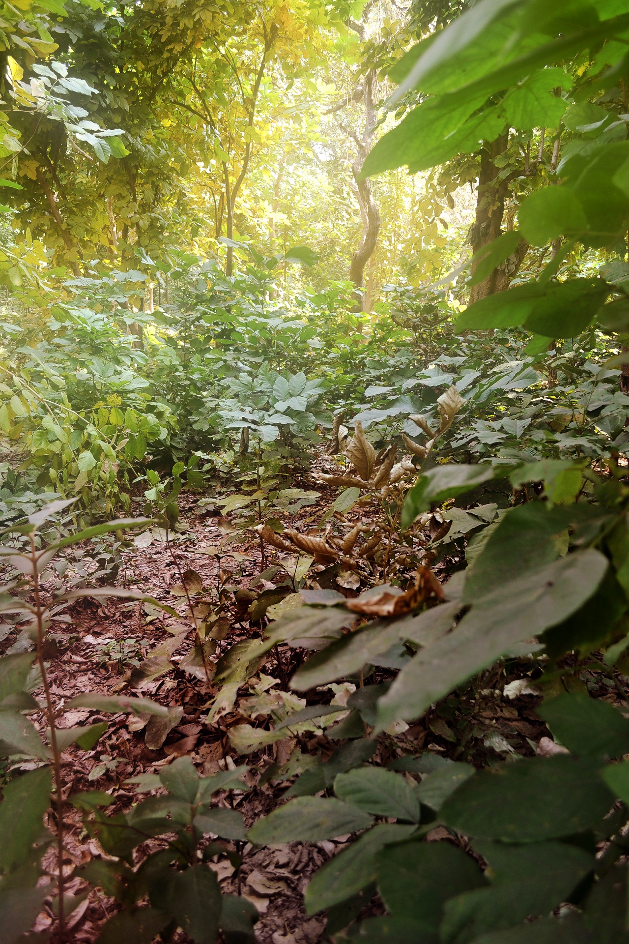 trees foliage forest free photo