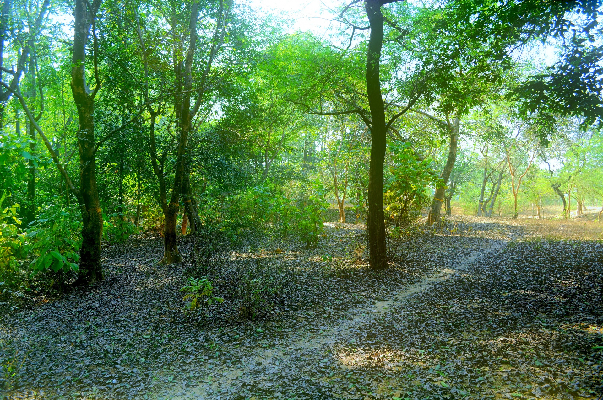 trees foliage path free photo