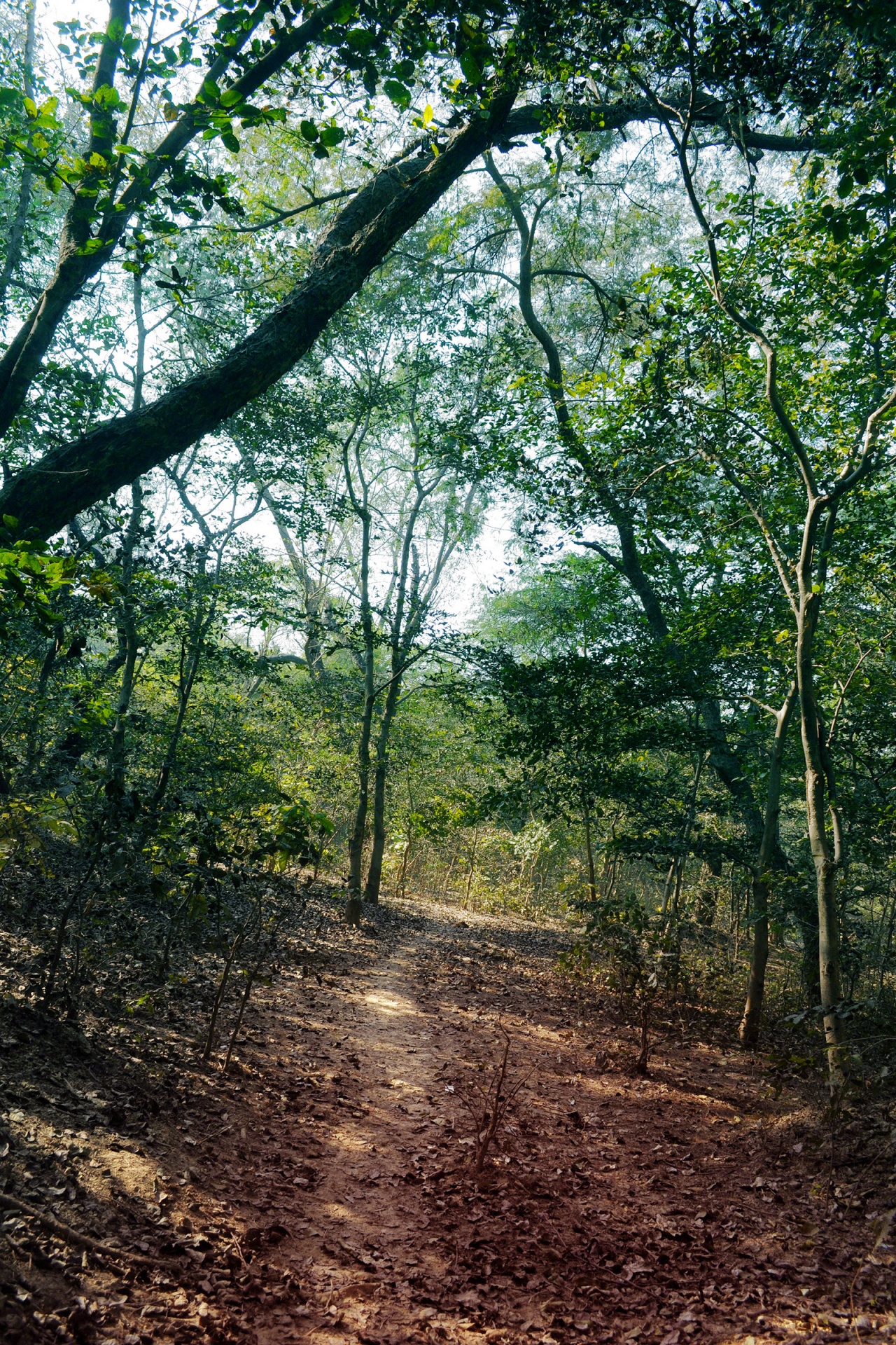 trees foliage forest free photo