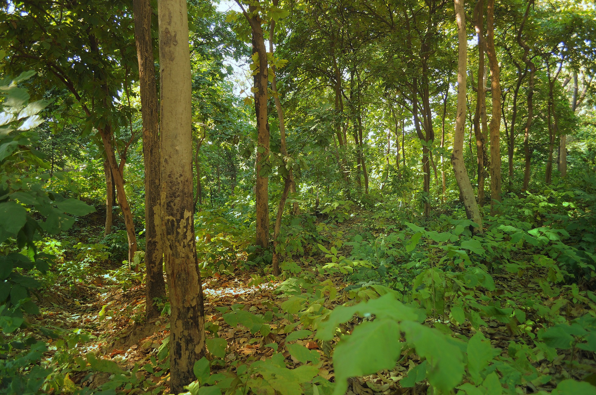 forest trees leaves free photo