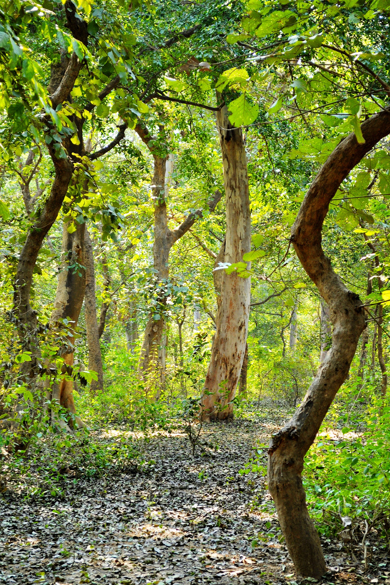 foliage trees leaves free photo