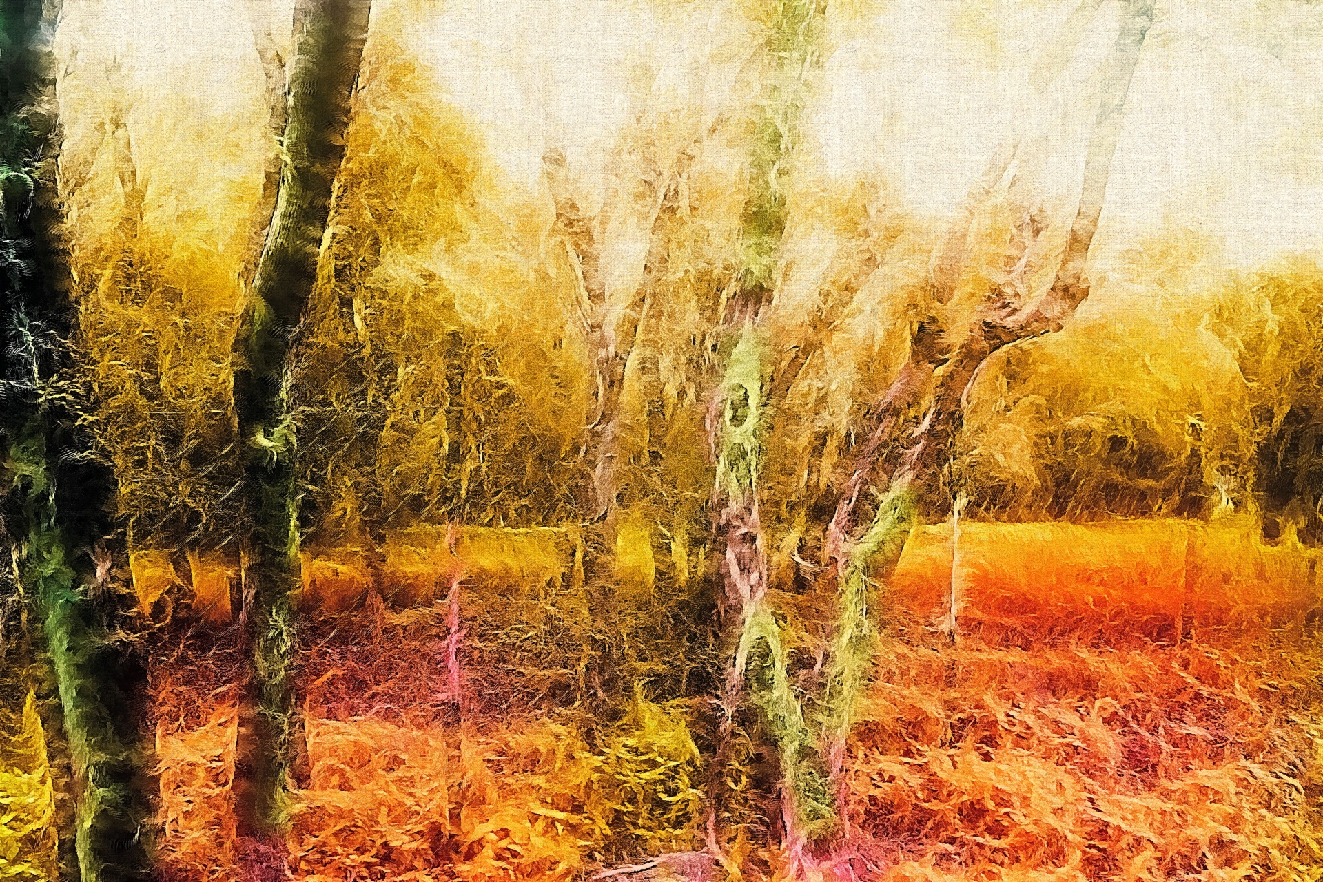 artistic effect forest free photo