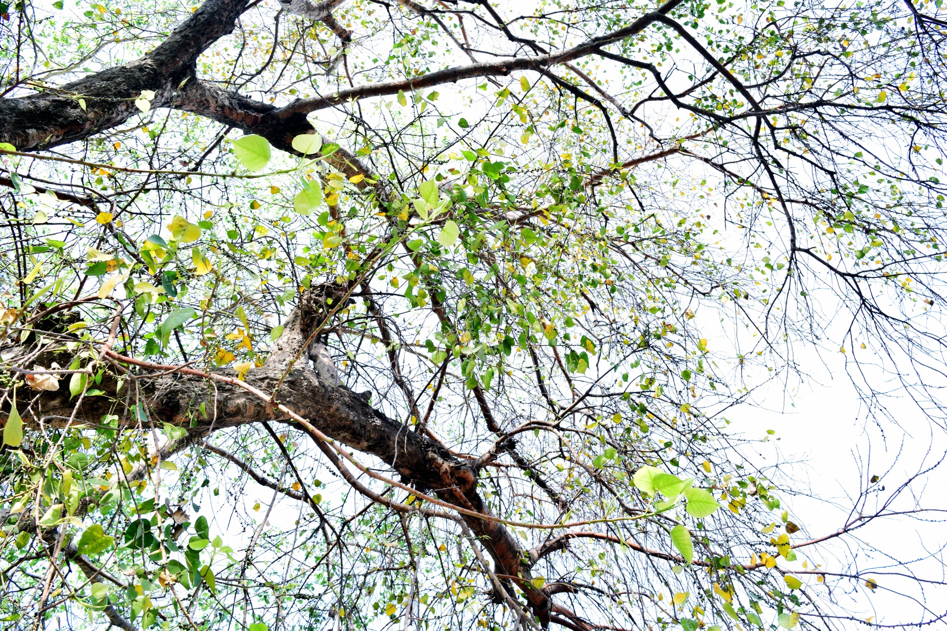 trees foliage forest free photo