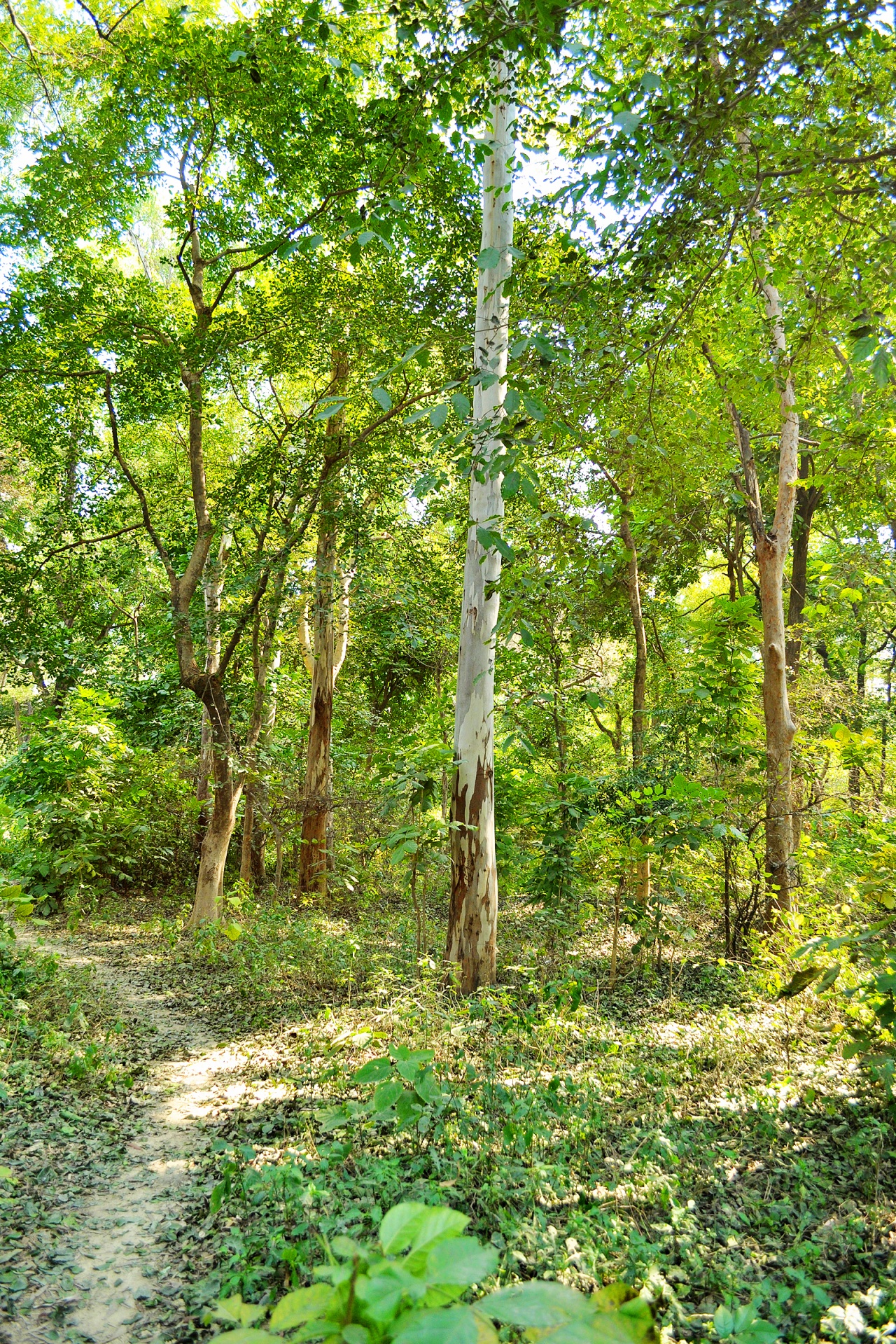 trees forest foliage free photo