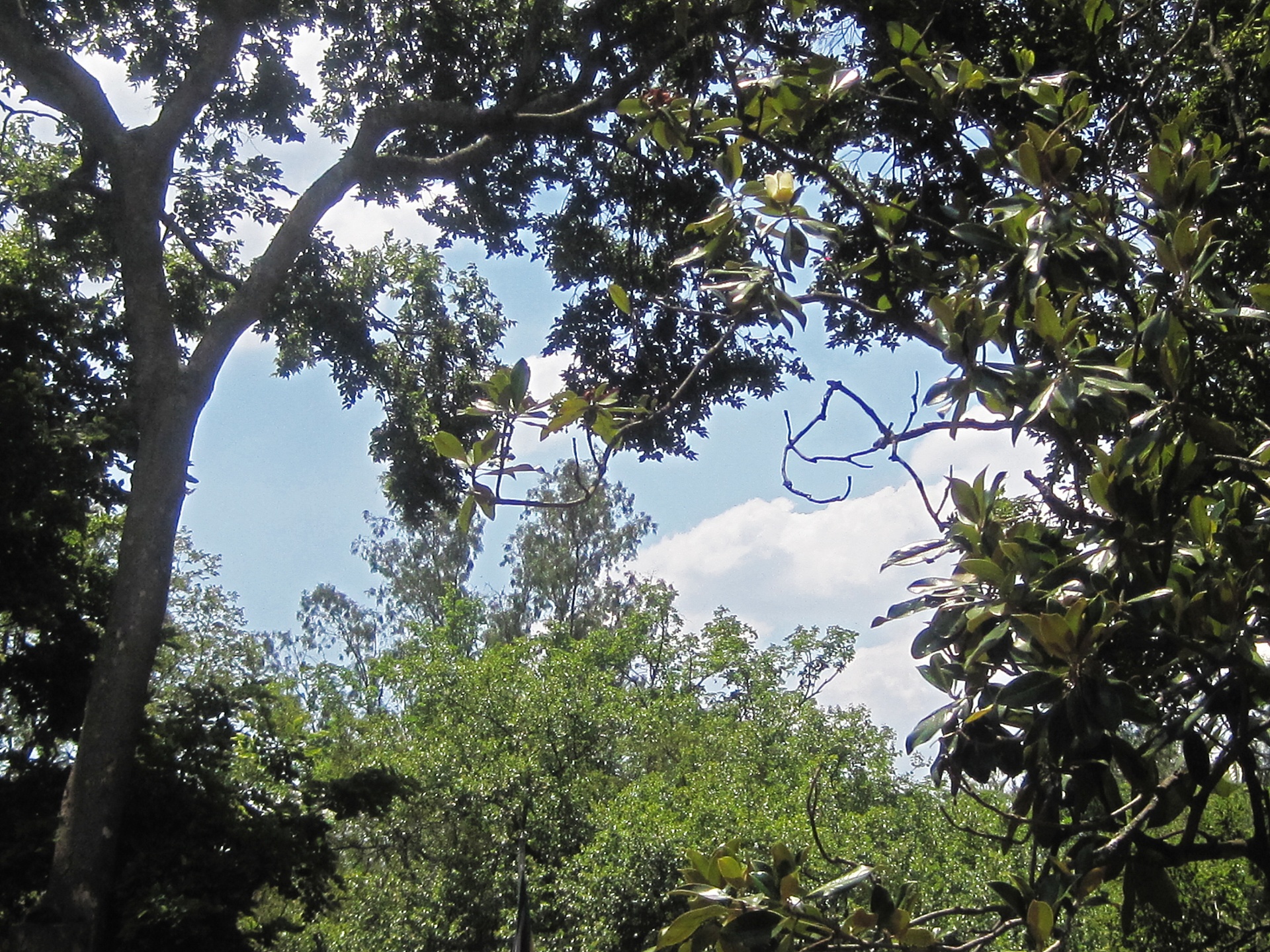 trees trunk branches free photo