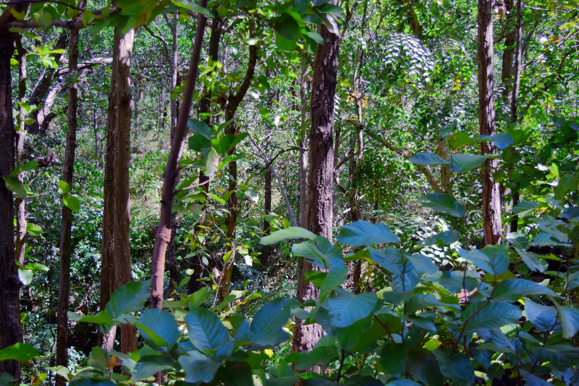 trees forest nature free photo