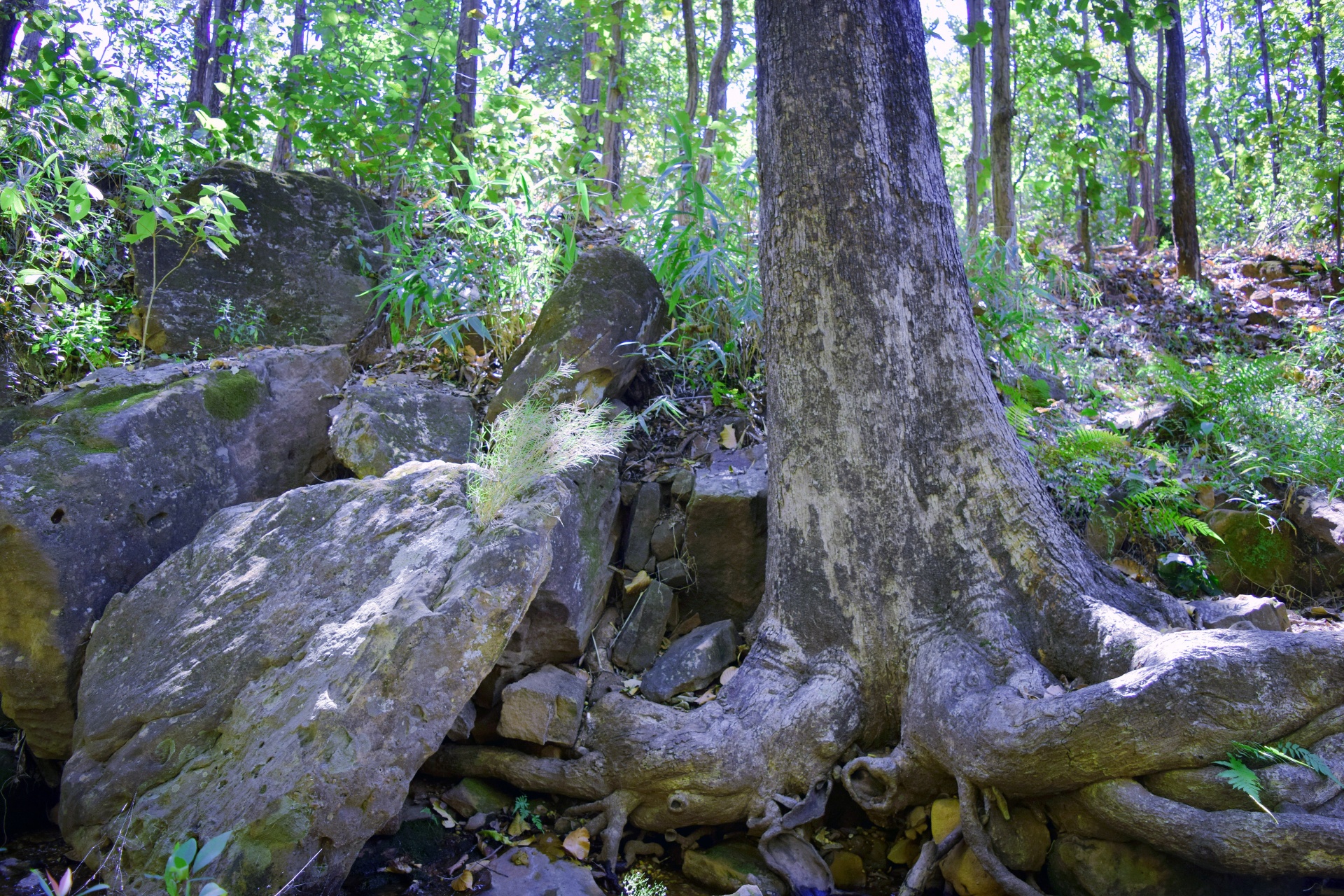 trees forest nature free photo