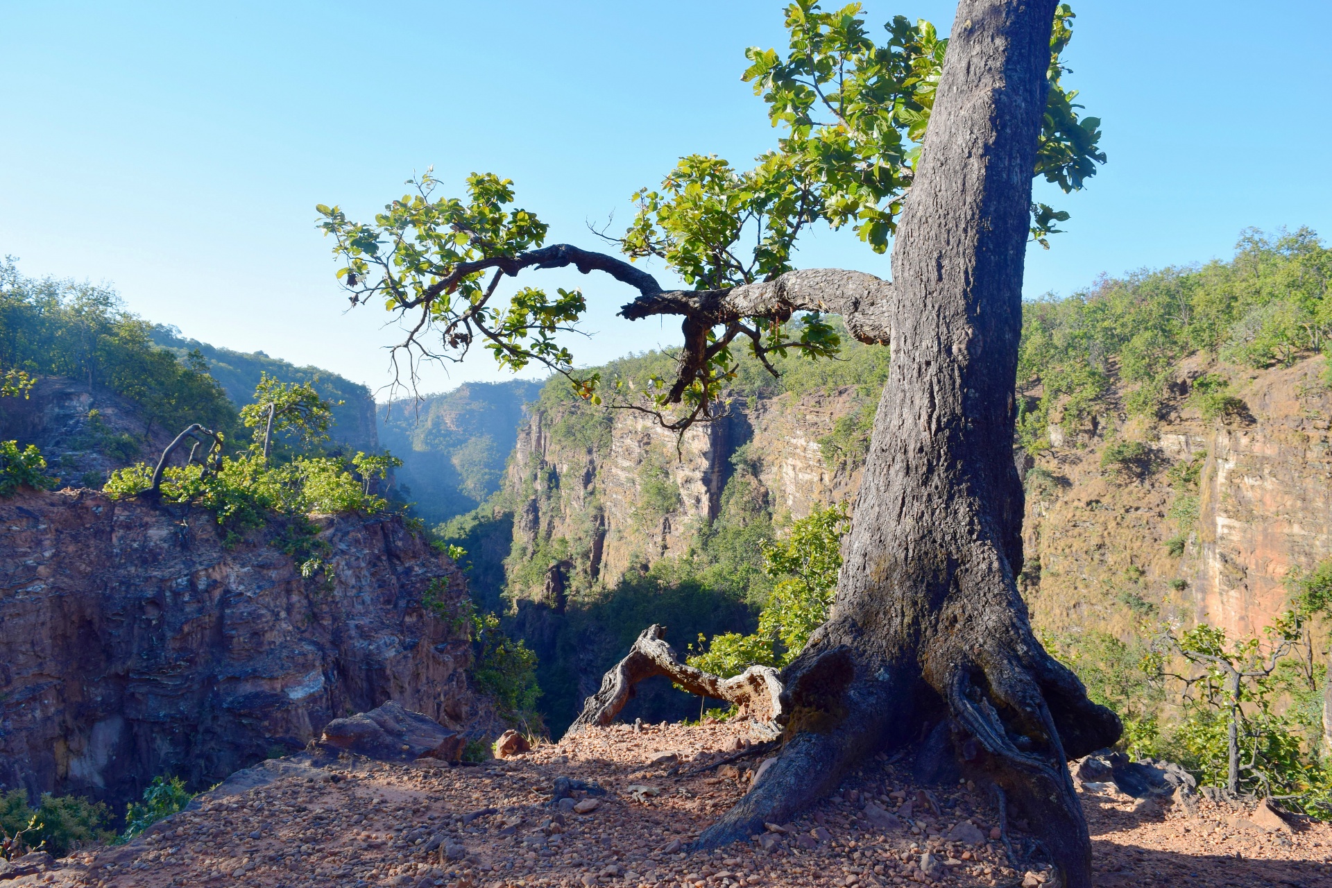 trees forest nature free photo