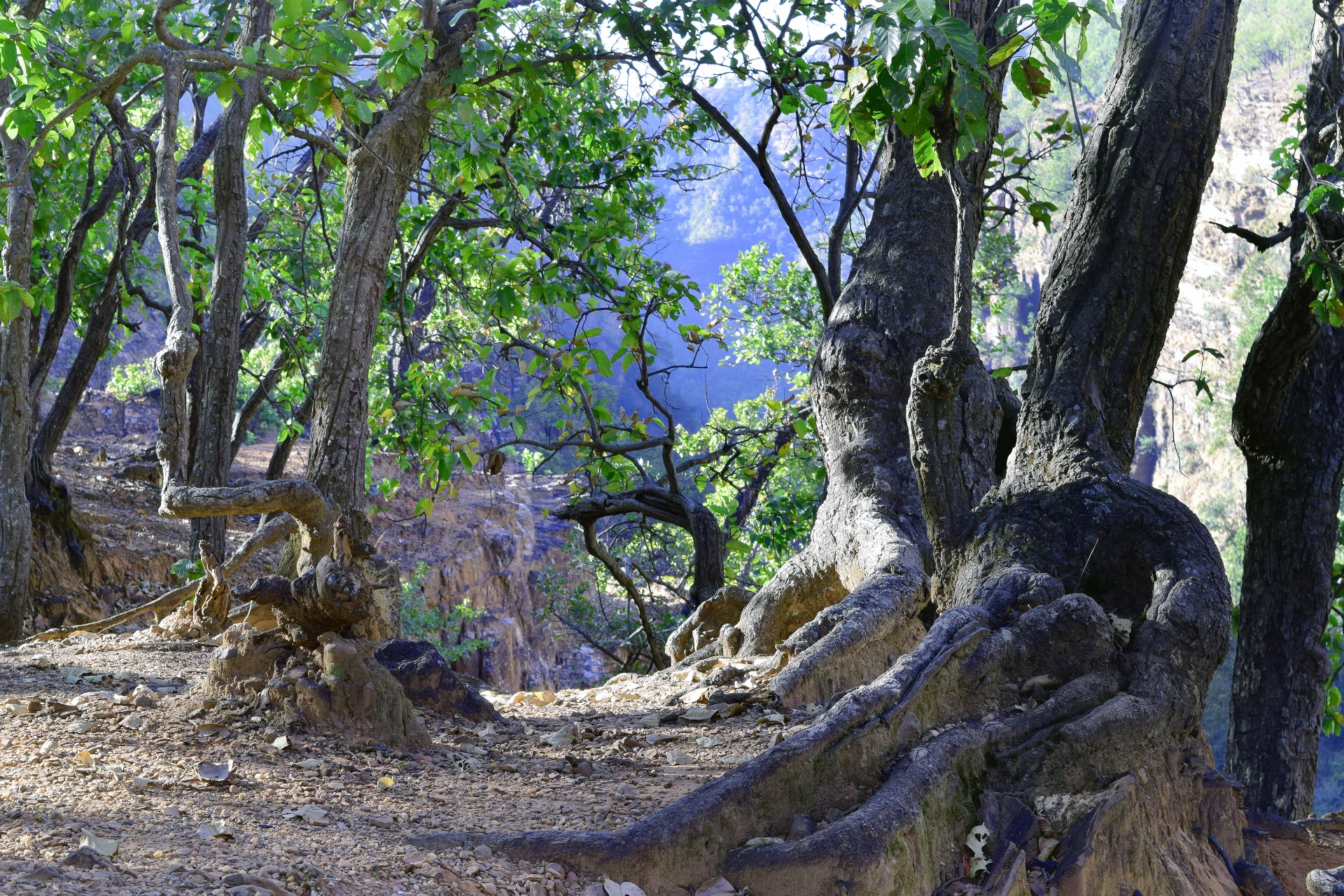 trees forest nature free photo