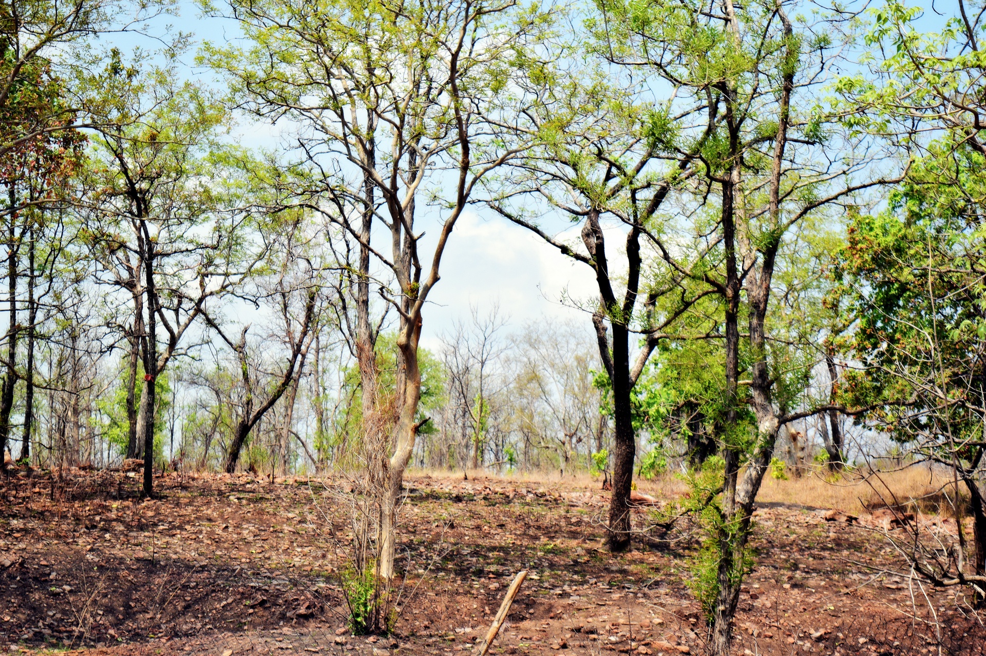 trees foliage forest free photo